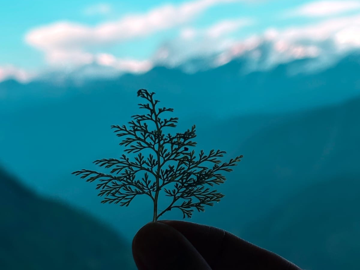A hand holding up a single fern frond against blue Himalayan ridges at dusk
